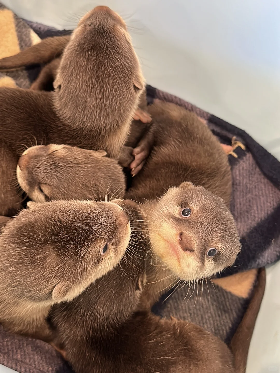No Lines, Super Tasty 🥳 Asakusa Harry's Animal Cafe