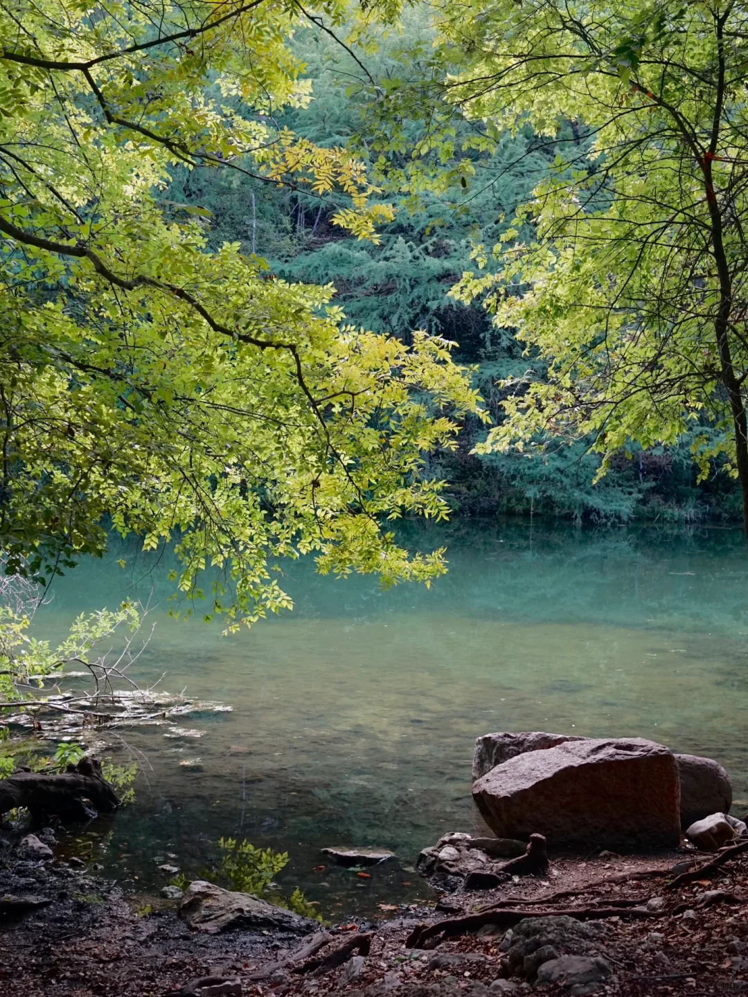 Austin | Stroll Recommendation: Red Bud Isle 🌳