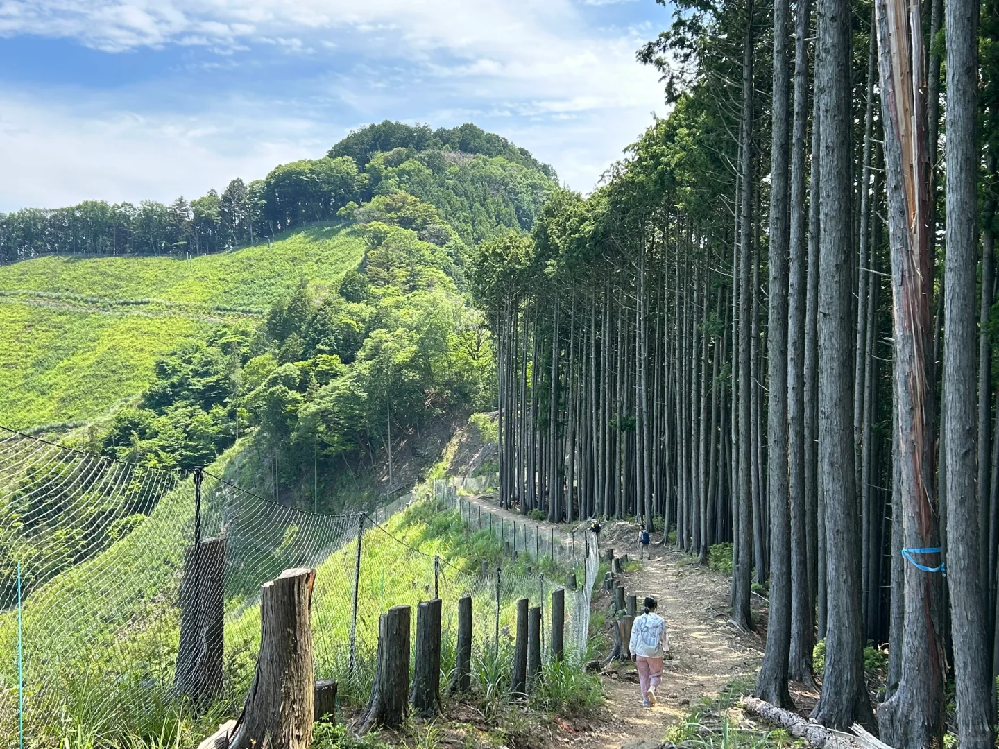 Tokyo Day Trip Hiking • Takizawa Sansan Trail • Beginner's Mountaineering