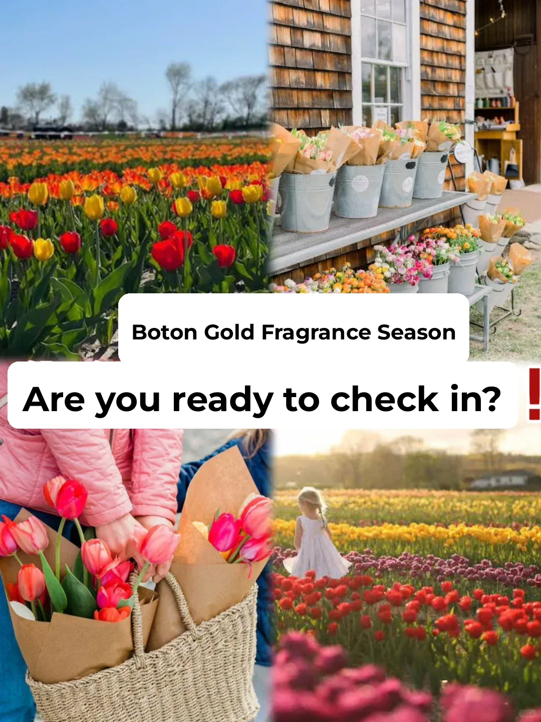 Boston Tulip Season｜Are You Ready to Check In?