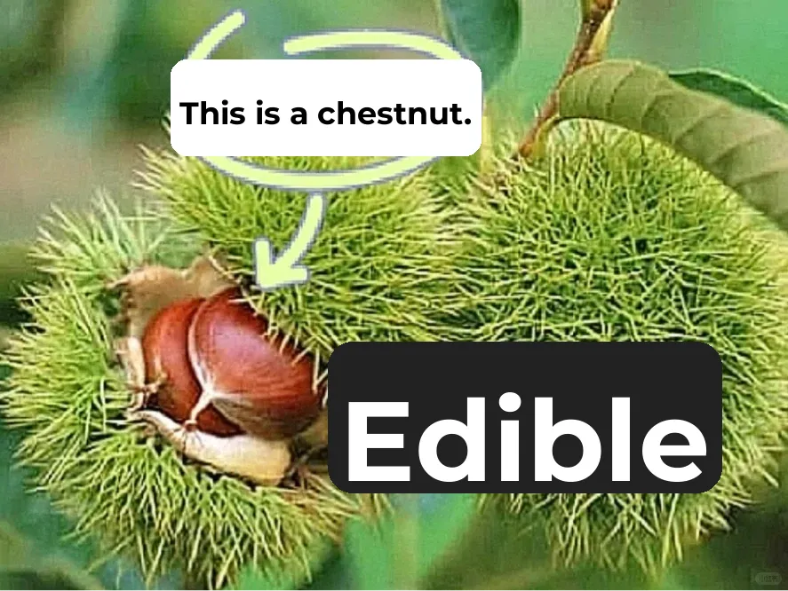 Autumn Calls: Grabbing Chestnuts with Friends in the Paris Suburbs (Part 2)