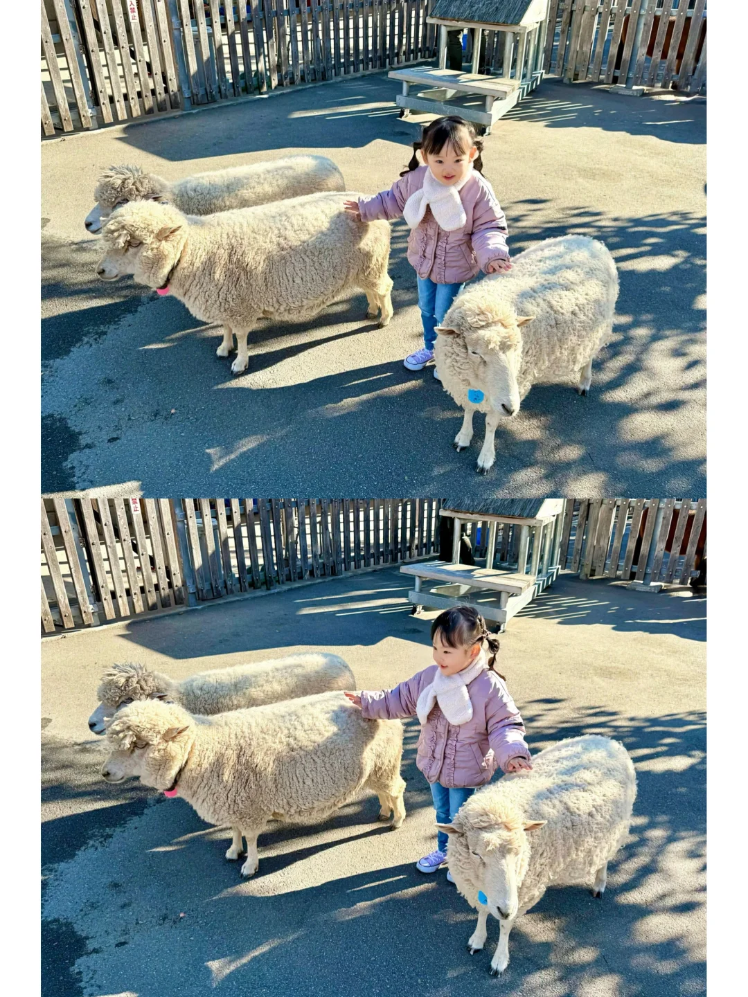 Tokyo Weekend with the Kids 🧡 Horseback Riding, Feeding Sheep, and Cuddling Guinea Pigs ✨ All for Free‼️