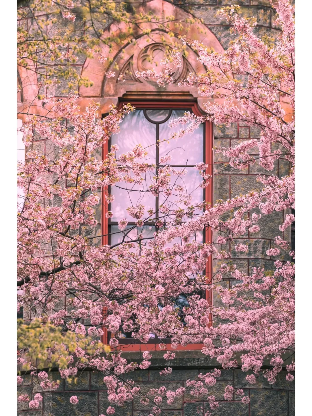 Spring in Philadelphia: The Ultimate Cherry Blossom CityWalk Guide 🌸