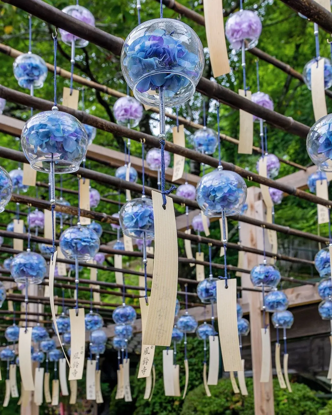 🇯🇵 Japan's Summer Exclusive • Windbell Festival 🎐