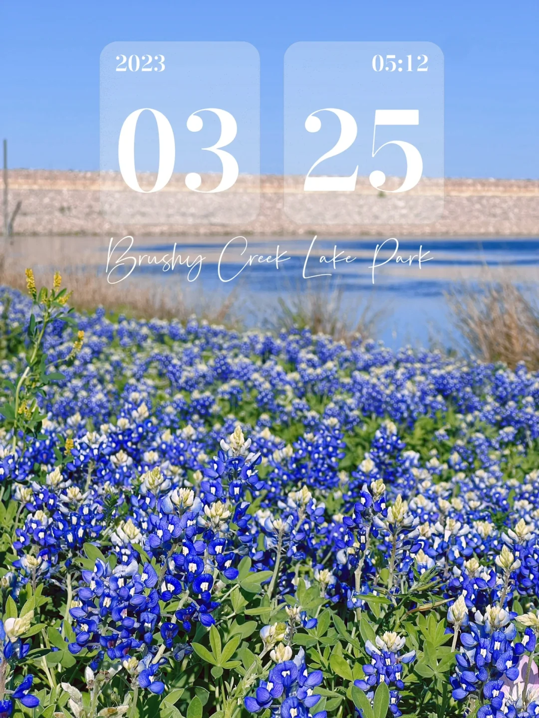 Austin's Spring is Gifted by Bluebonnets.
