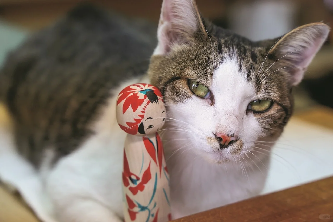 Kyoto Exhibition Live | Cat Life Across Japan