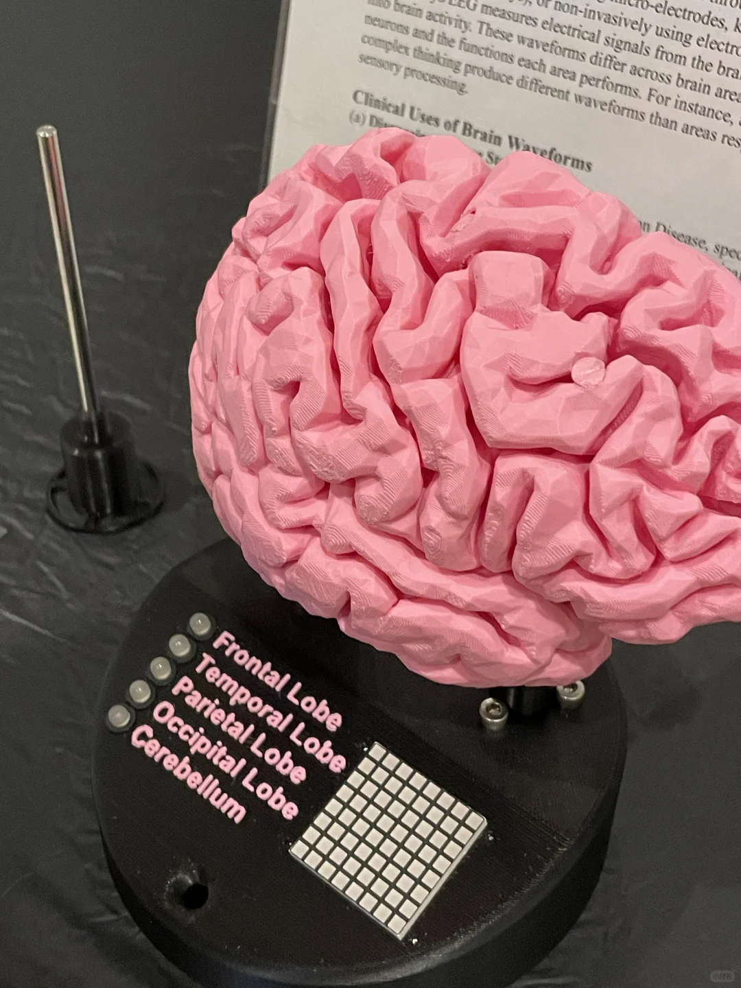 "Brain" Festival in St. Louis