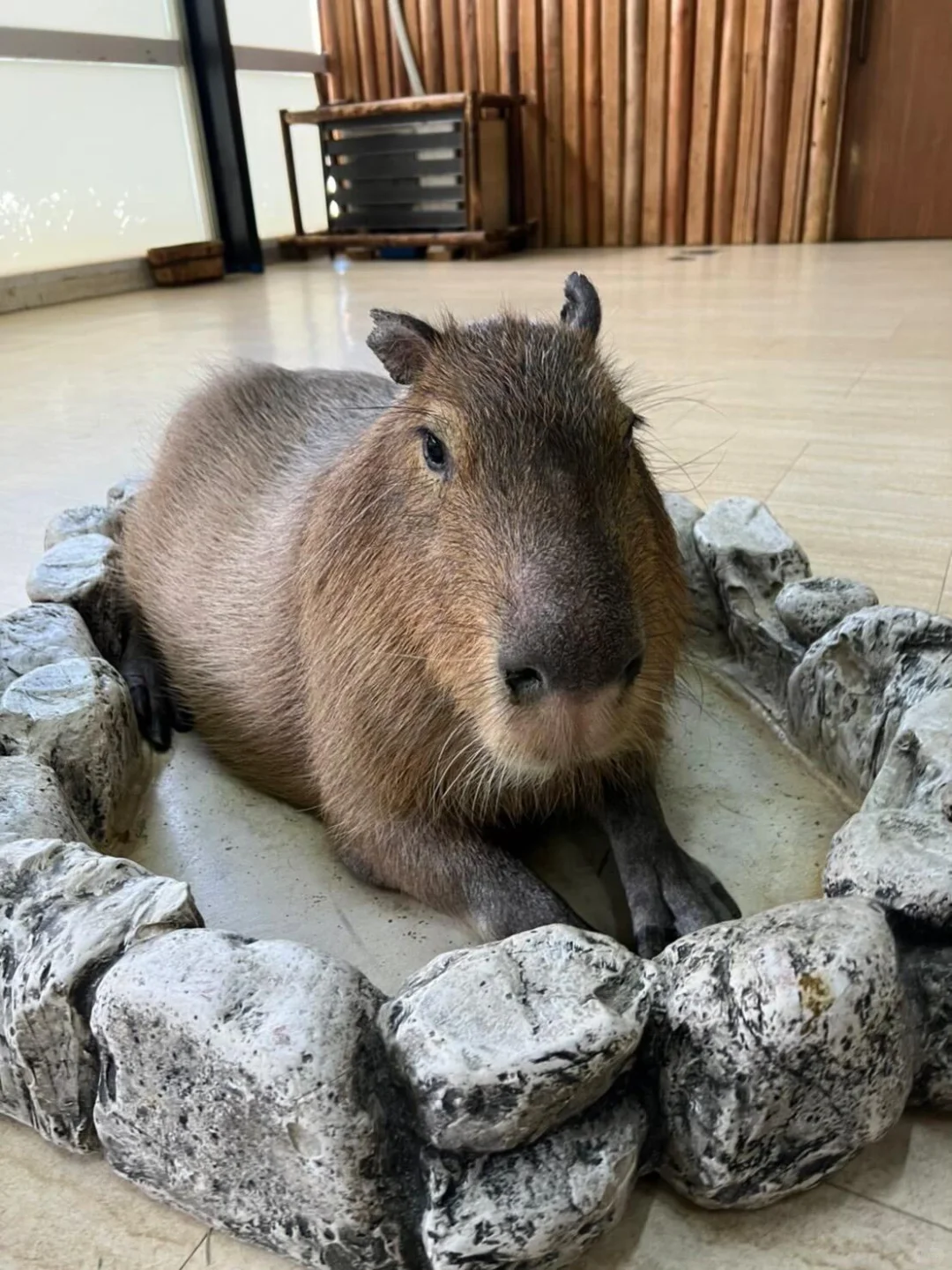In Osaka! Spotted the Capybara!