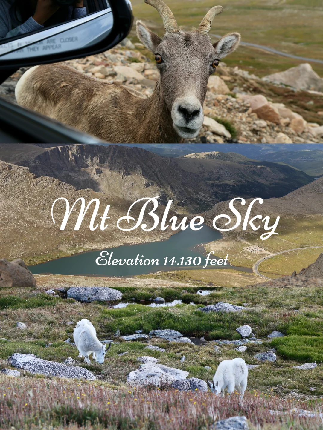 Denver's Mt. Blue Sky: Spotting Mountain Goats 🐐