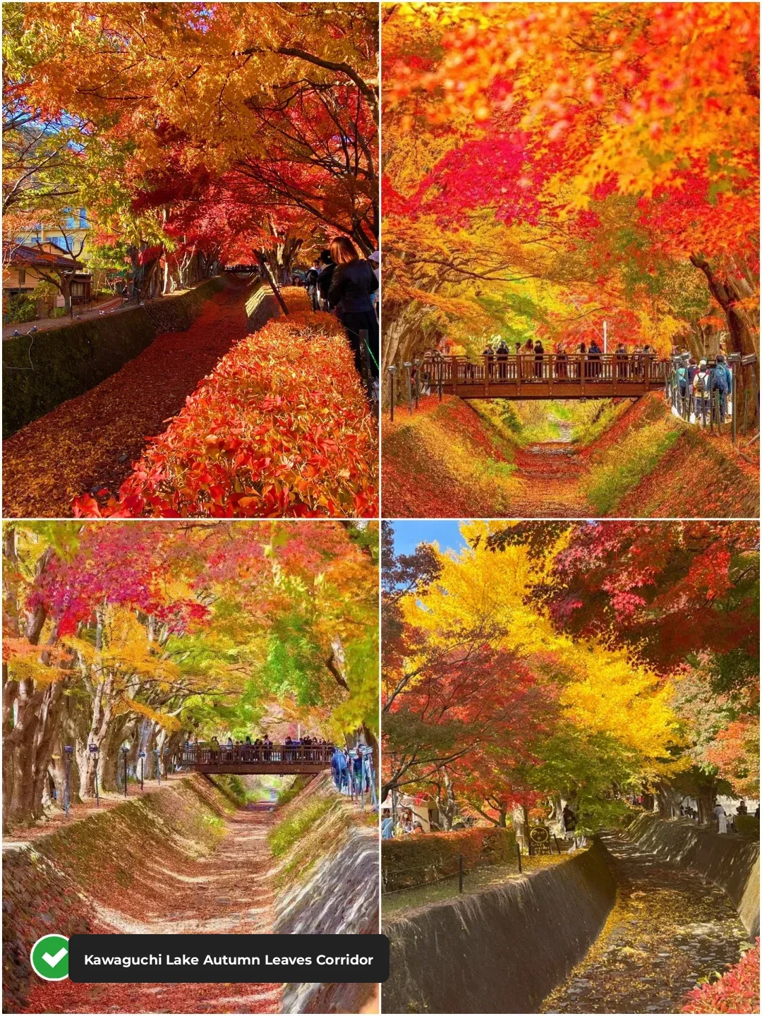 2024 Tokyo & Surroundings: Must-Visit Spots for Autumn Foliage! Miss It, Wait Another Year!