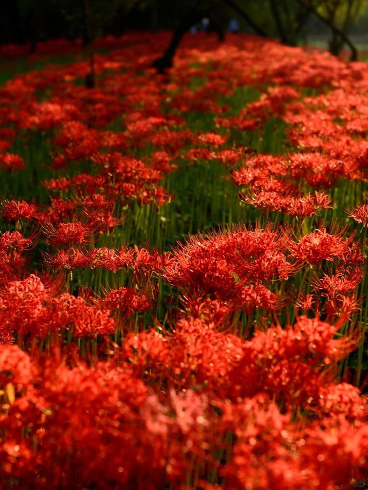 These Blossoming Fields Hold Up Tokyo's Early Autumn Charm 🌸