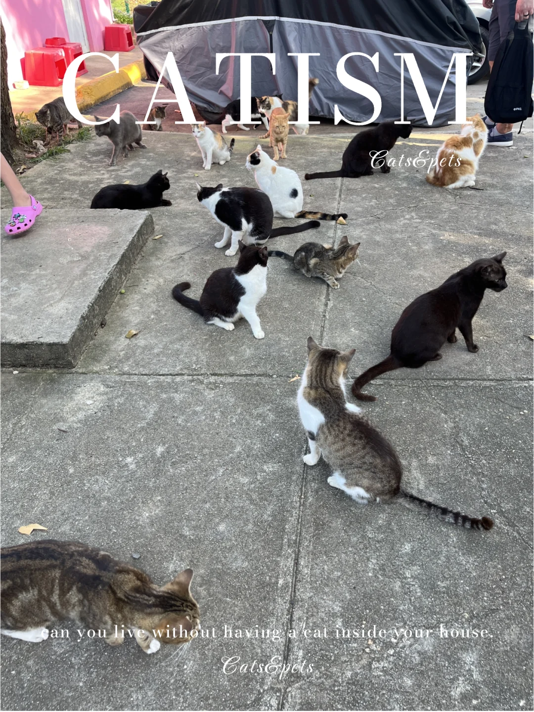 Cat Tax 🐱 Paying the Cat Tax