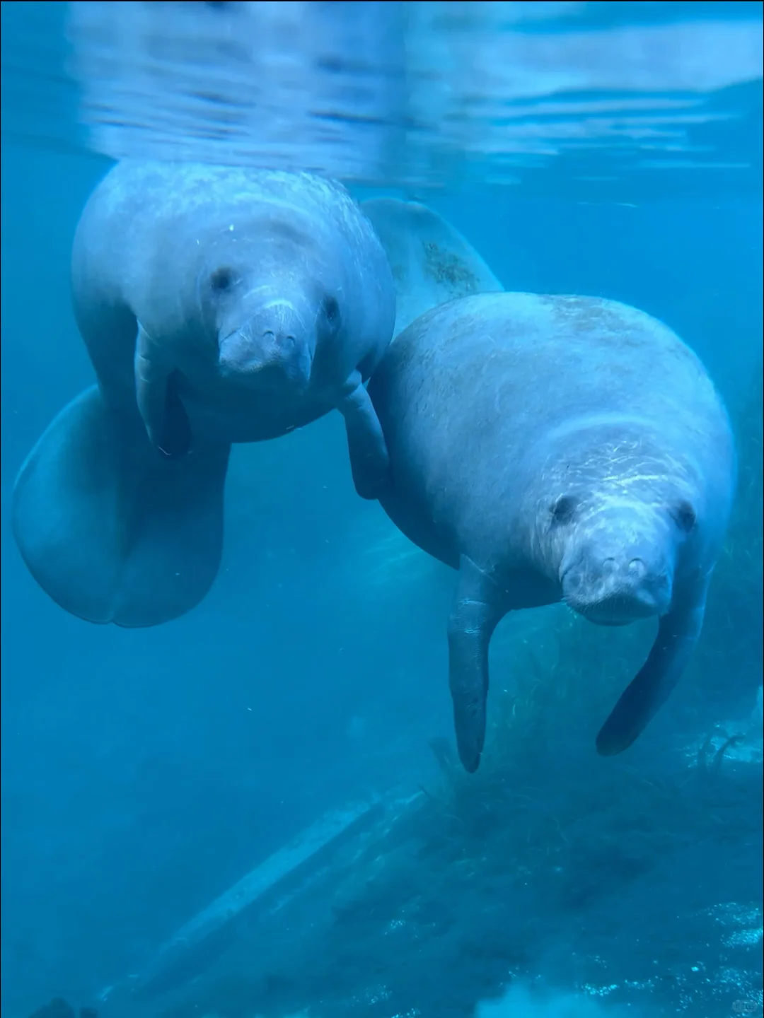 Orlando ♡ Adorably Ugly Manatees