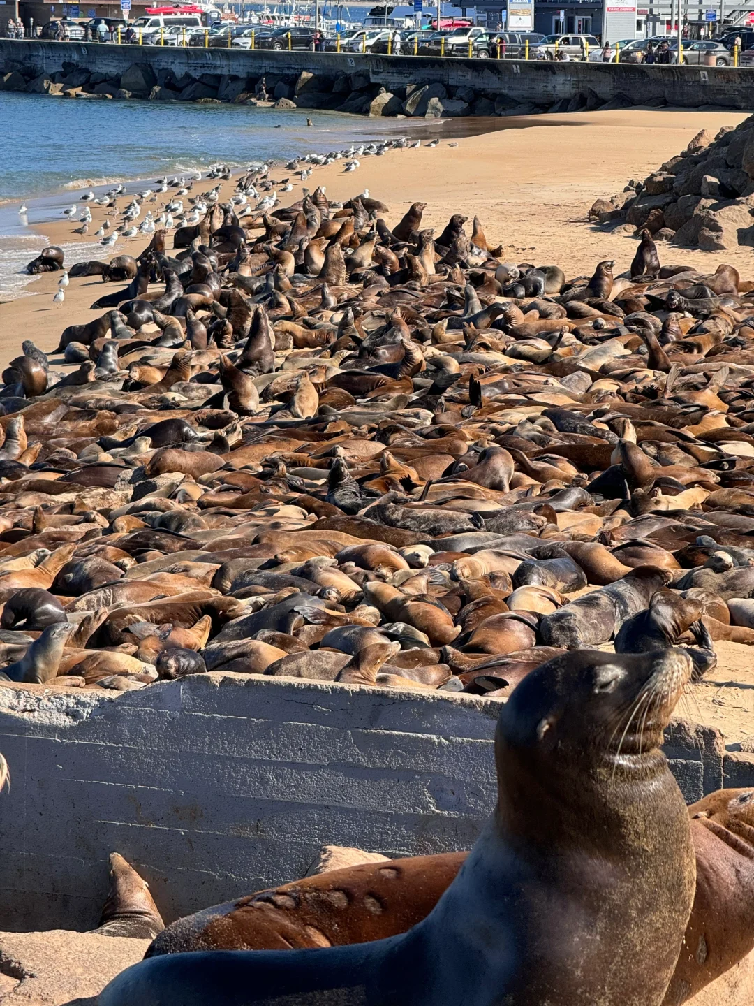 🇺🇸Bay Area｜The Sea Lions in Monterey Are Really Invading the City! 🤣🤣