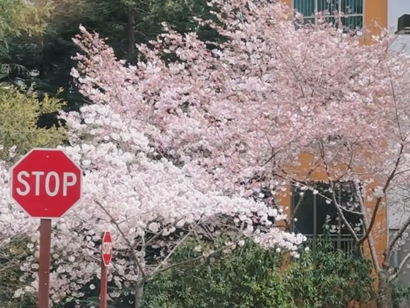 Bay Area | Santa Cruz Cherry Blossom Season