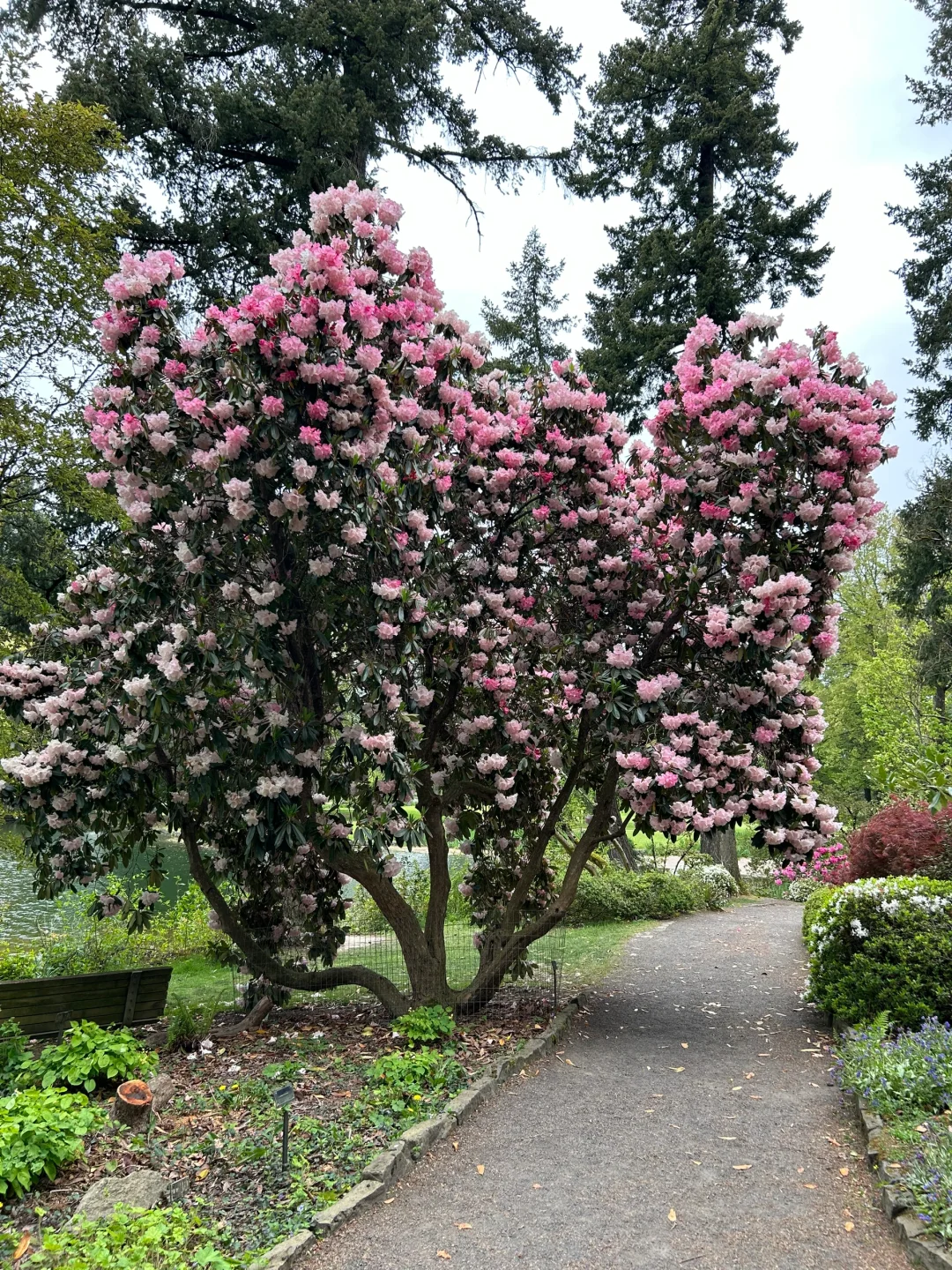 Portland Rhododendron Park