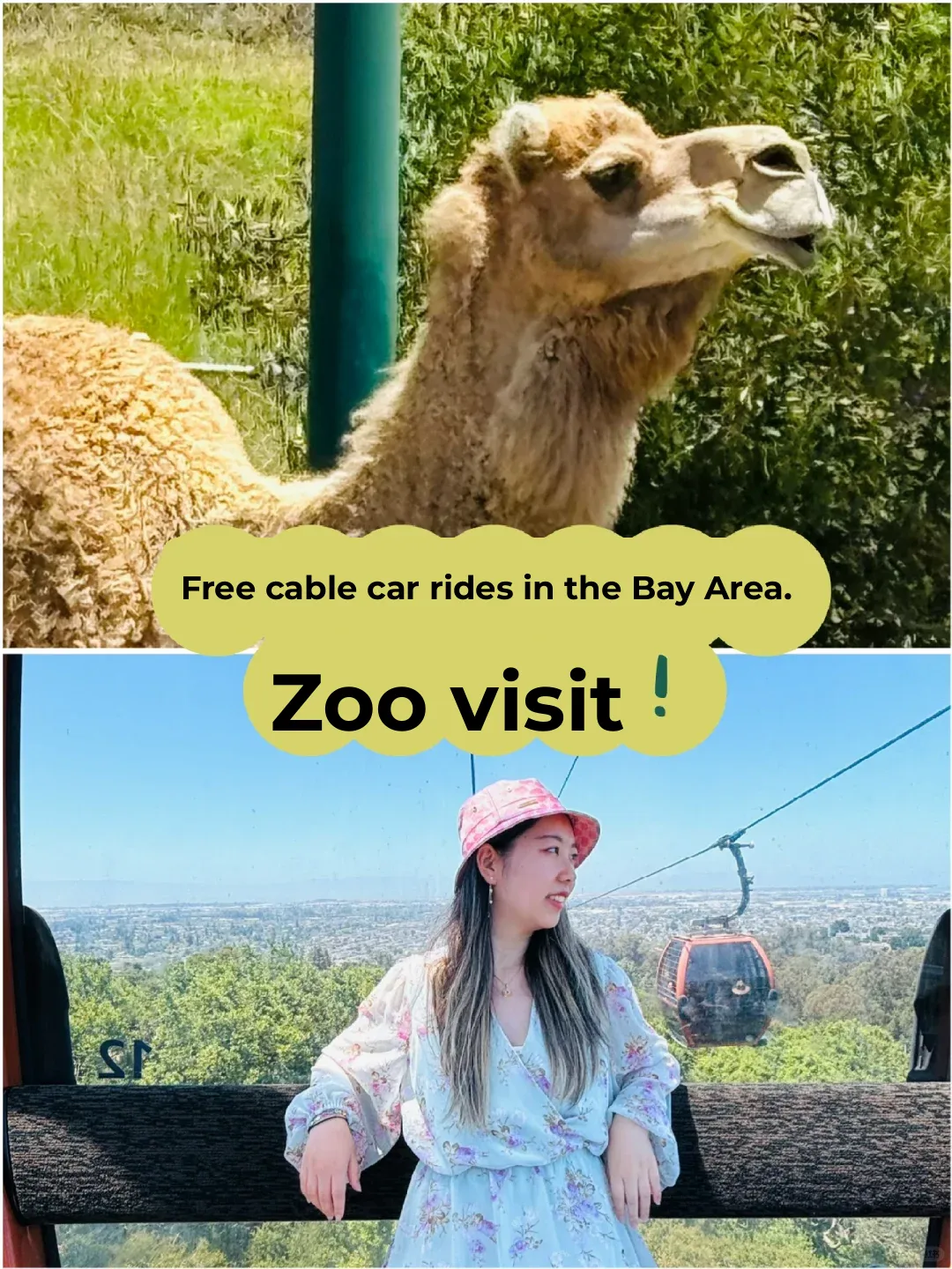 Bay Area Discovery: Free Cable Car Ride to the Zoo, Let's Go!
