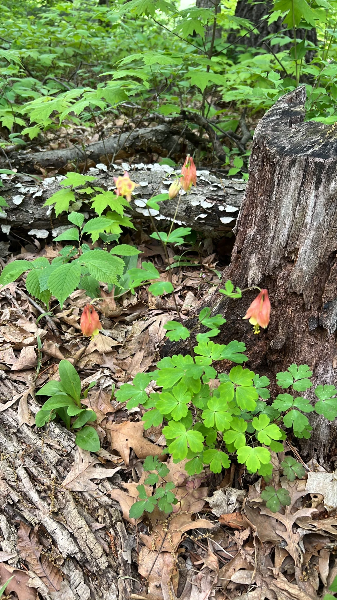 Starved Rock - A Great Hiking Spot Near Chicago
