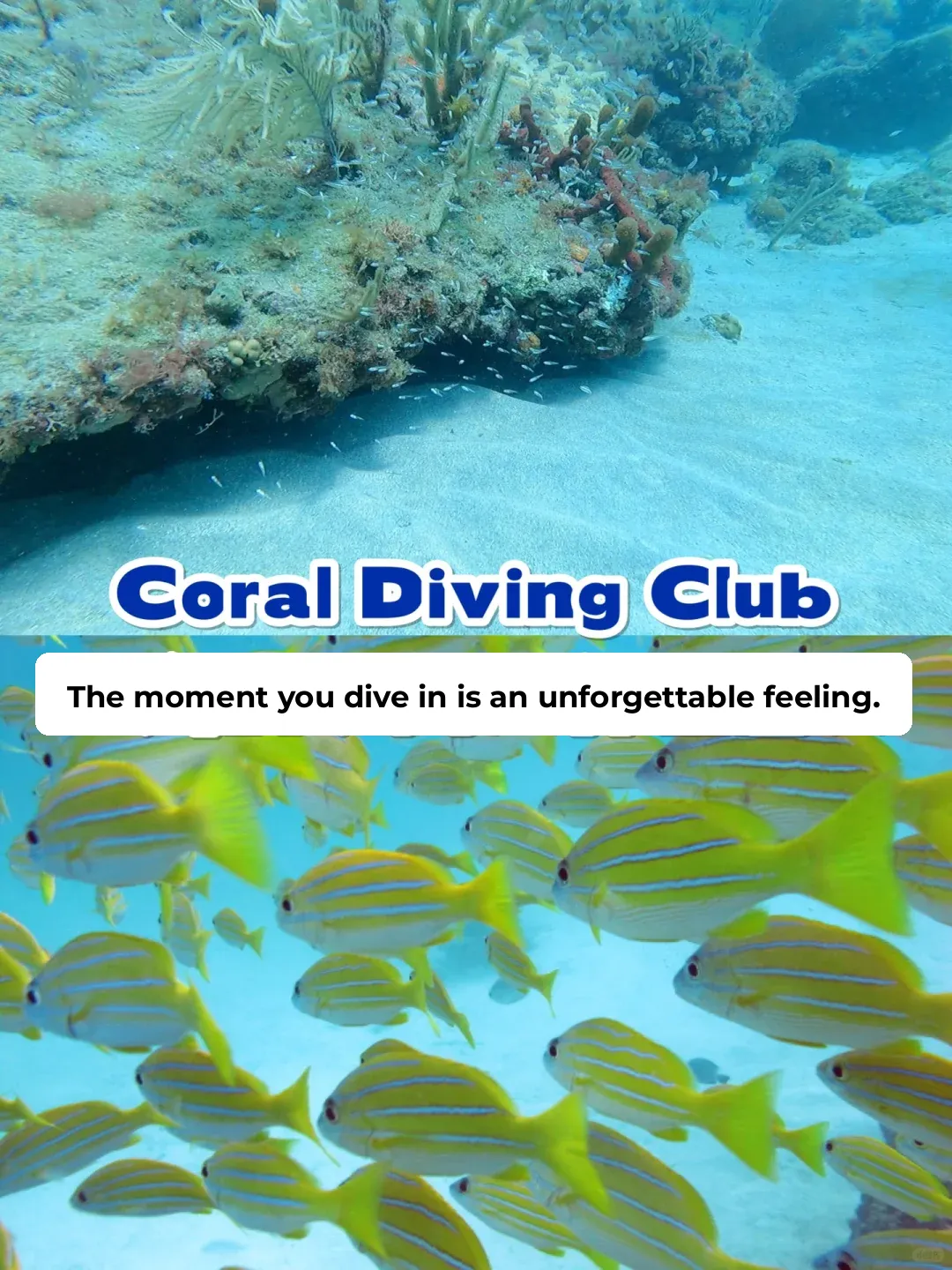 How Can a Diving Newbie Take the Plunge? | Let’s Go Dive in Miami Together!