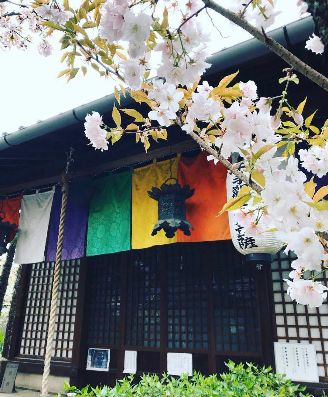 Hidden Gems in Japan: Kyoto's Secret Late-Blooming Cherry Blossoms in Narrow Alleys