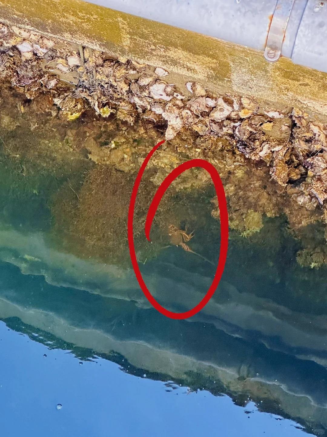 Shocked! Lobster and Grouper Overrun San Diego—Do Locals Not Eat Them?