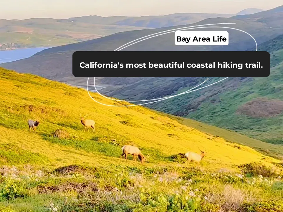 California's Most Scenic Coastal Hiking Trail! Elk by Your Side!