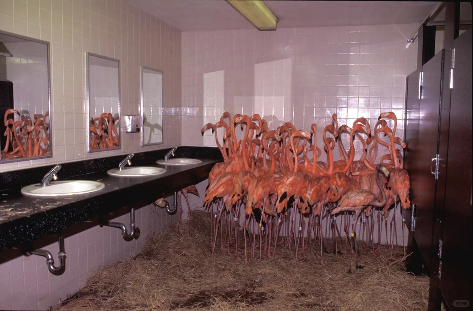 When the Flamingos Have Their "Team Building" in the Bathroom