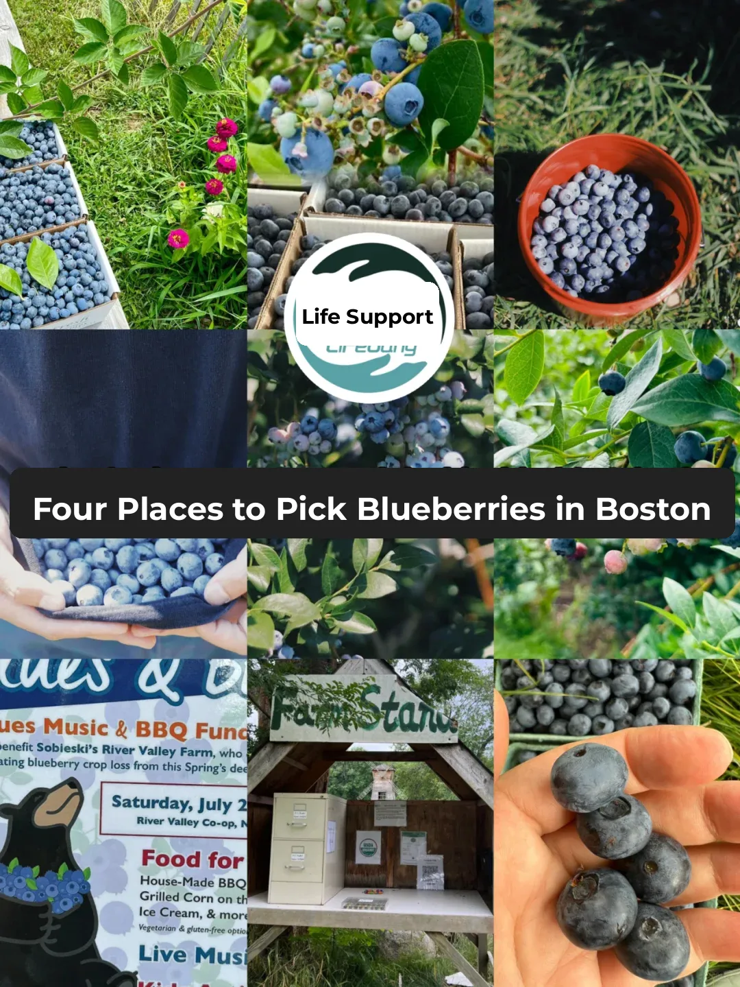 Summer Fun│4 Best Spots for Blueberry Picking Near Boston 🍇
