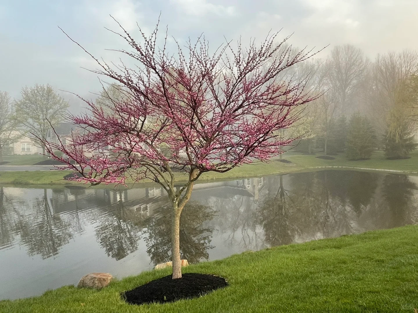 "Morning Stroll Through the Mist at Thompson Park in Columbus, Ohio"