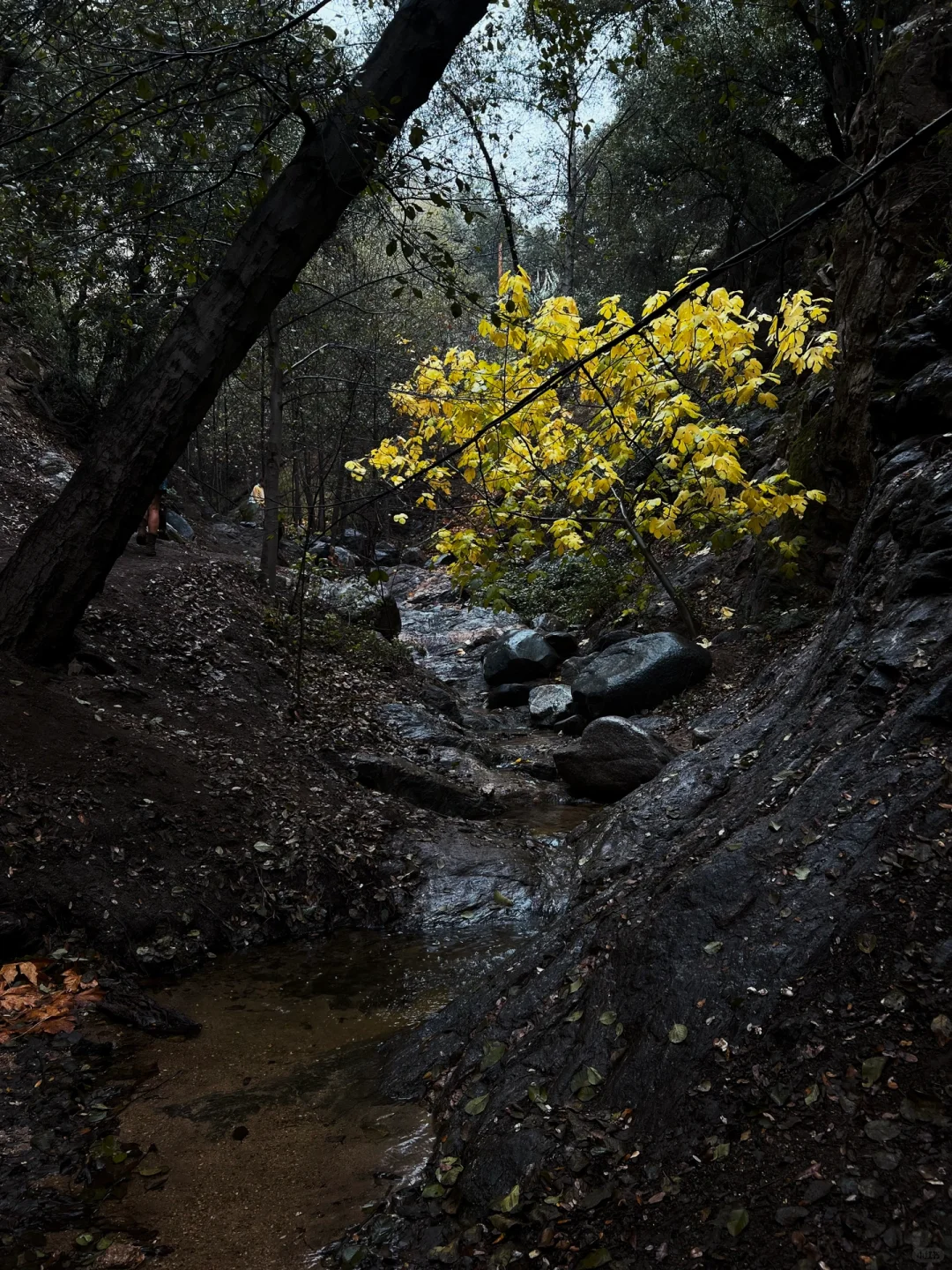LA Hiking | The Easiest Trail in Los Angeles with the Best Fall Colors