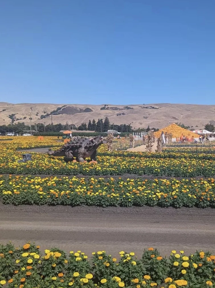 San Francisco Bay Area Halloween 🎃 Family Fun Guide!