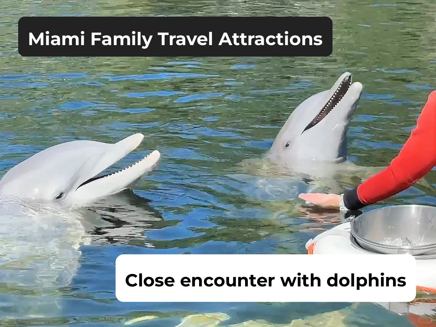 Miami Family Trip: Swimming and Playing with Dolphins—Highly Recommended!