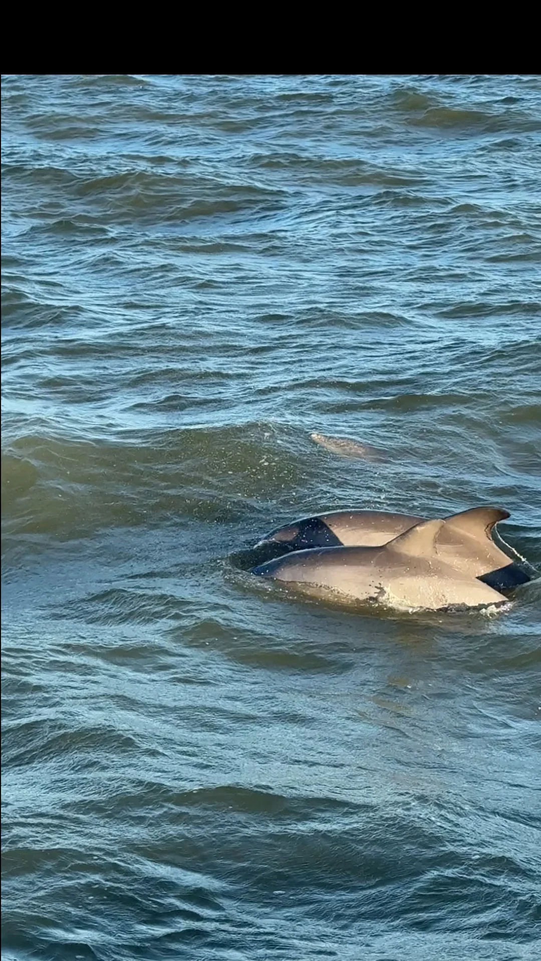Tybee Island Dolphin Adventure