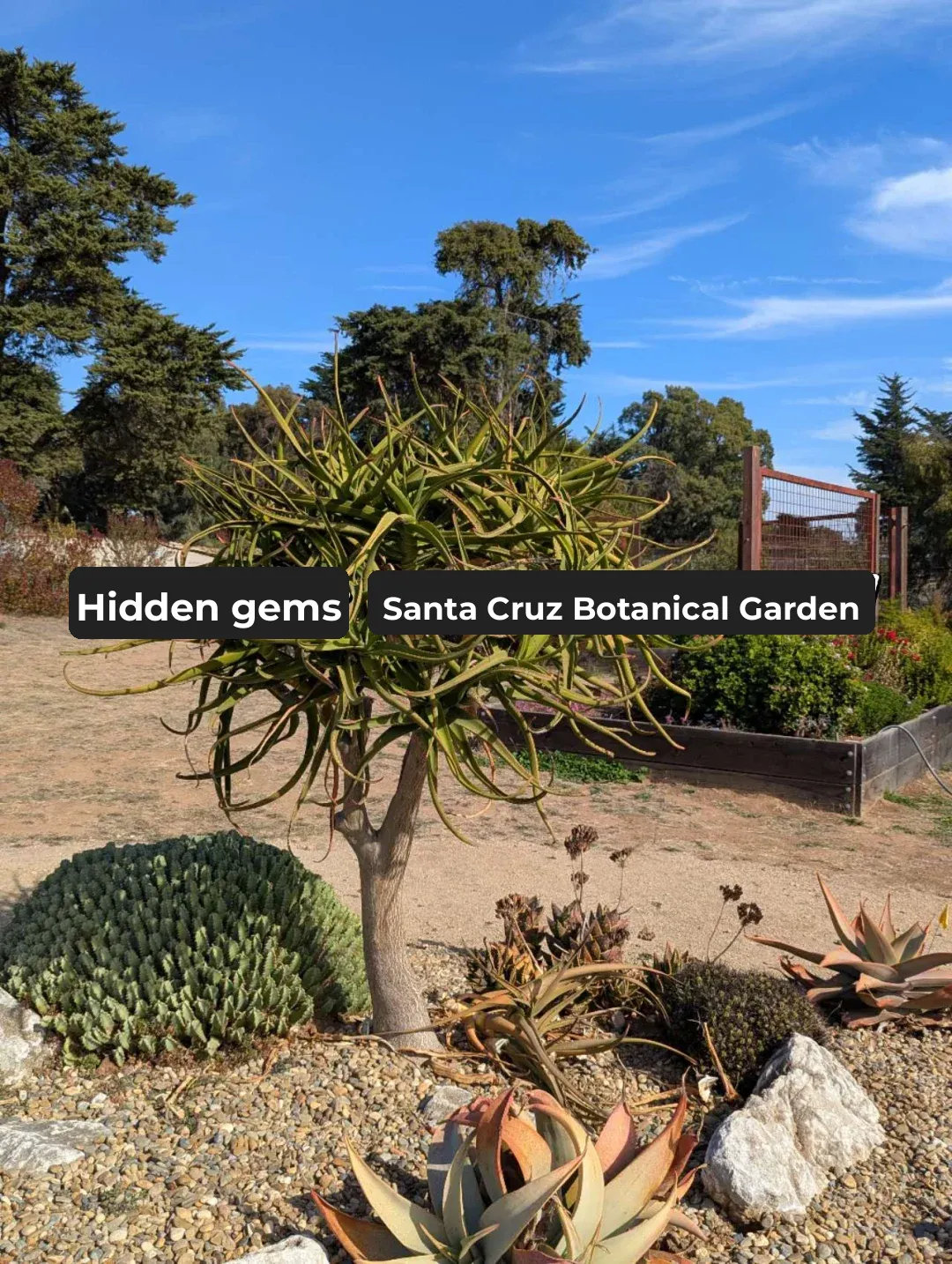 Hidden Gems in Santa Cruz: Must-Visit Spots