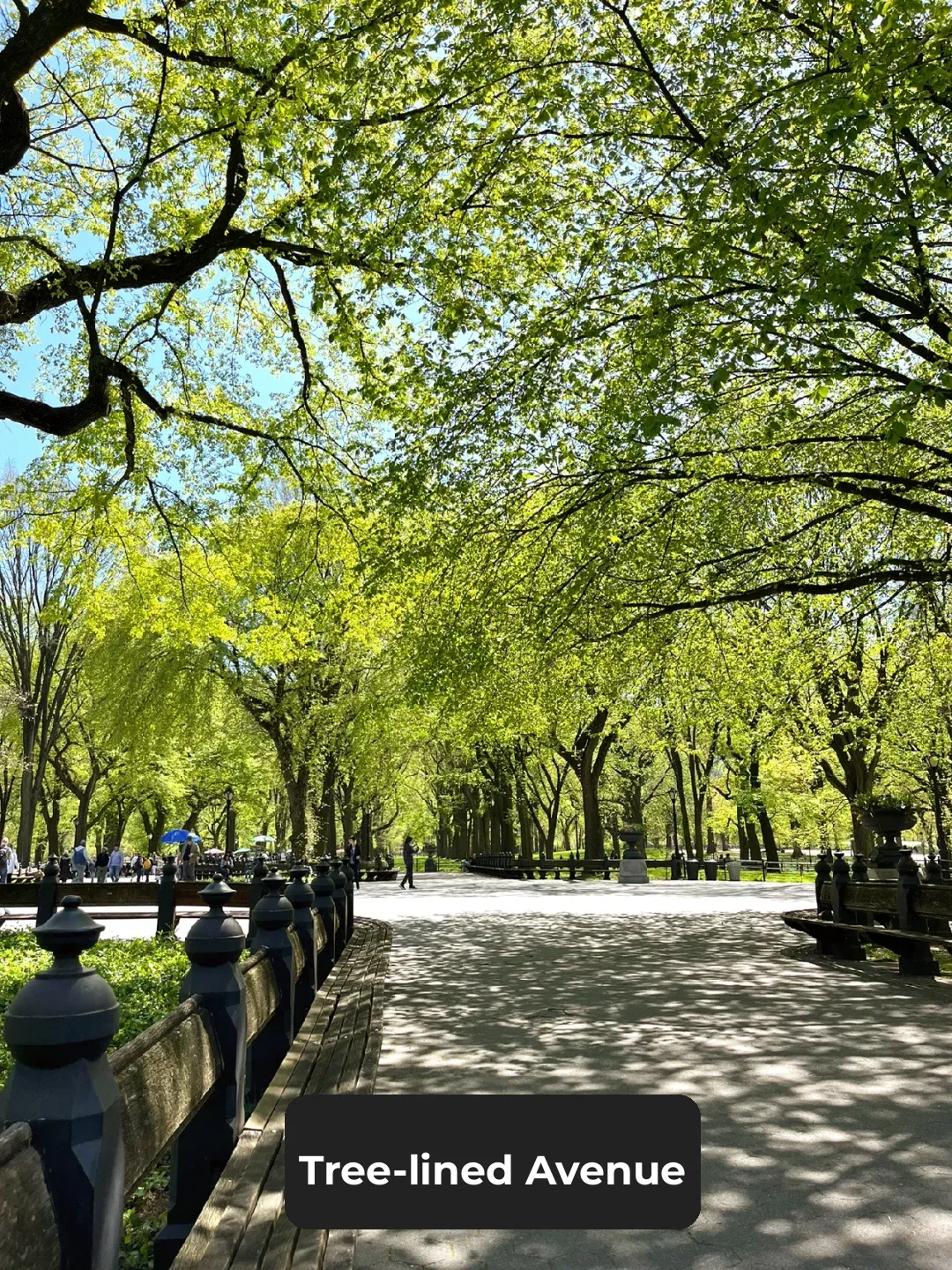 Central Park + The Met + Natural History, How to Explore?