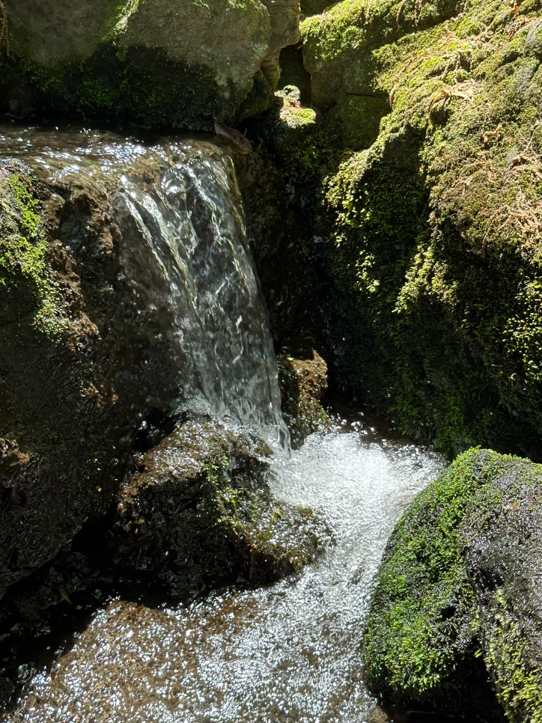 Tokyo Summer Vibes: A Stroll from Nakameguro to Daikanyama