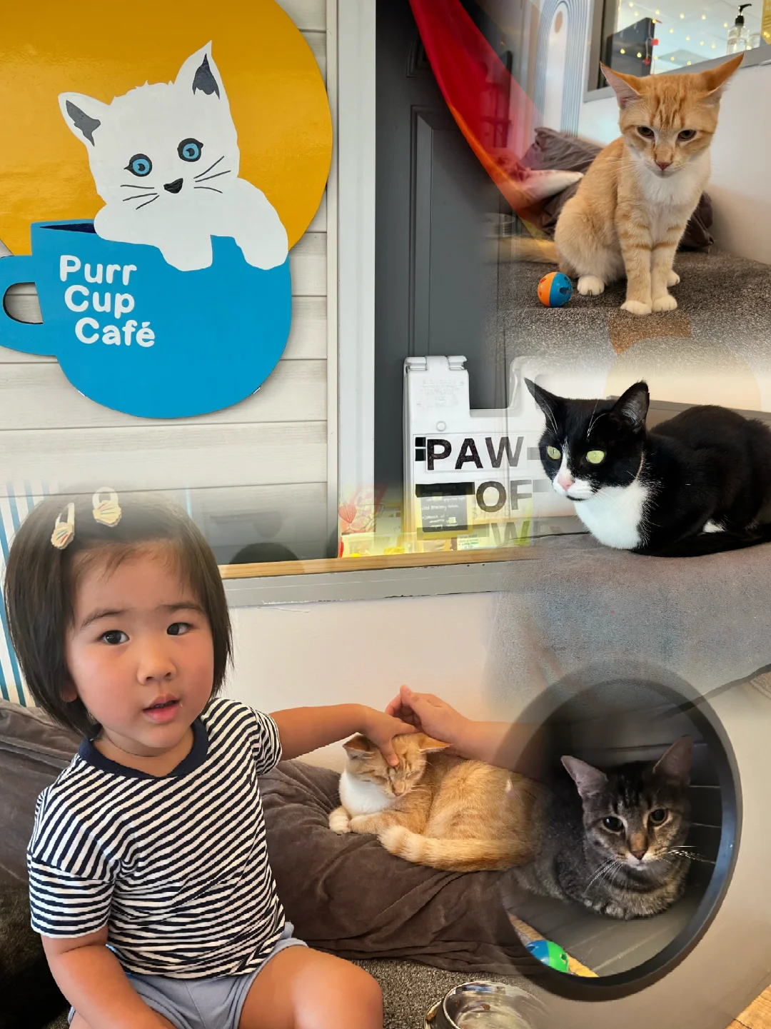 The cat in the second photo is insanely adorable! [Cat Cuddles in North Carolina]