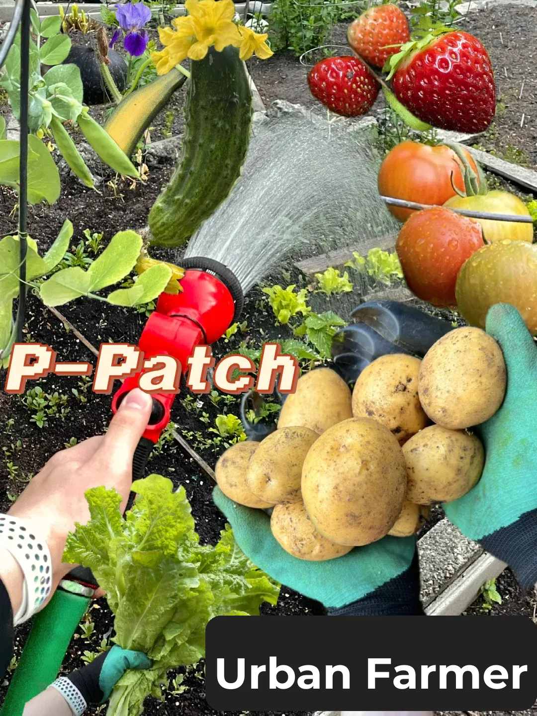 🌱 Urban Farmer's Guide | Experiencing Seattle's P-Patch Community Gardens
