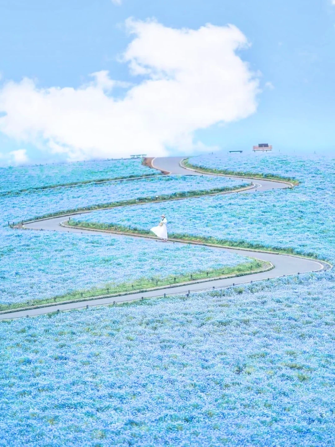 Osaka Blue Pansy Festival 🩵 40,000 Sqm Ocean of Blue Flowers - Ultimate Guide 🦋