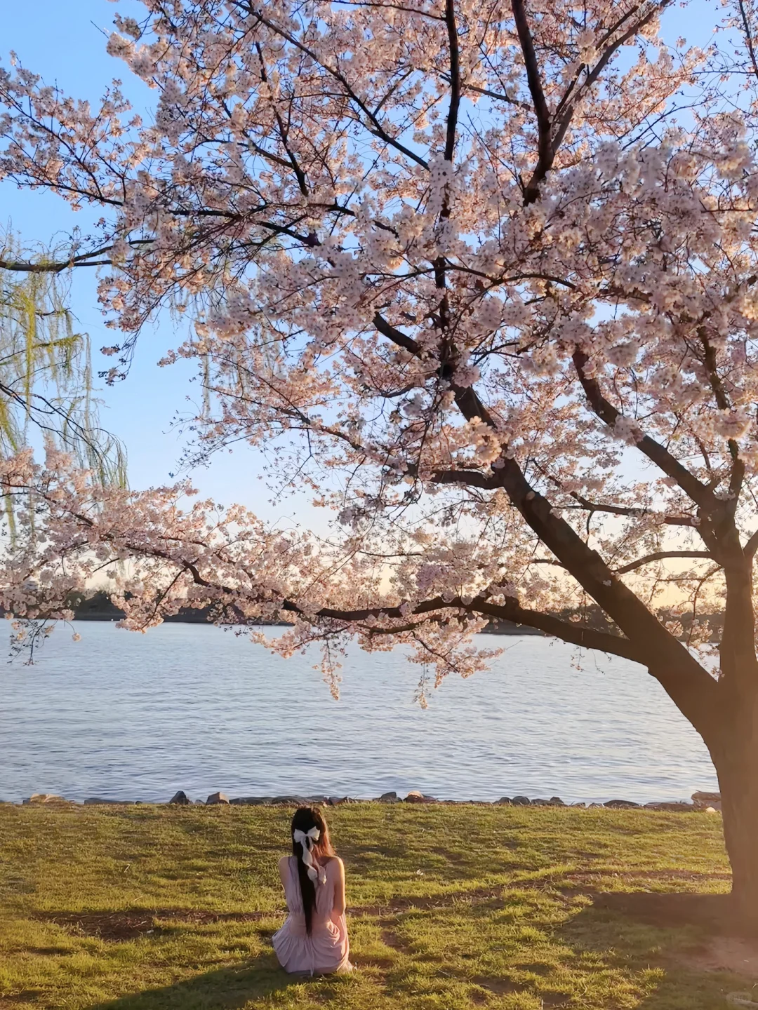 The Little Me Under the Cherry Blossom Tree 👧🏻