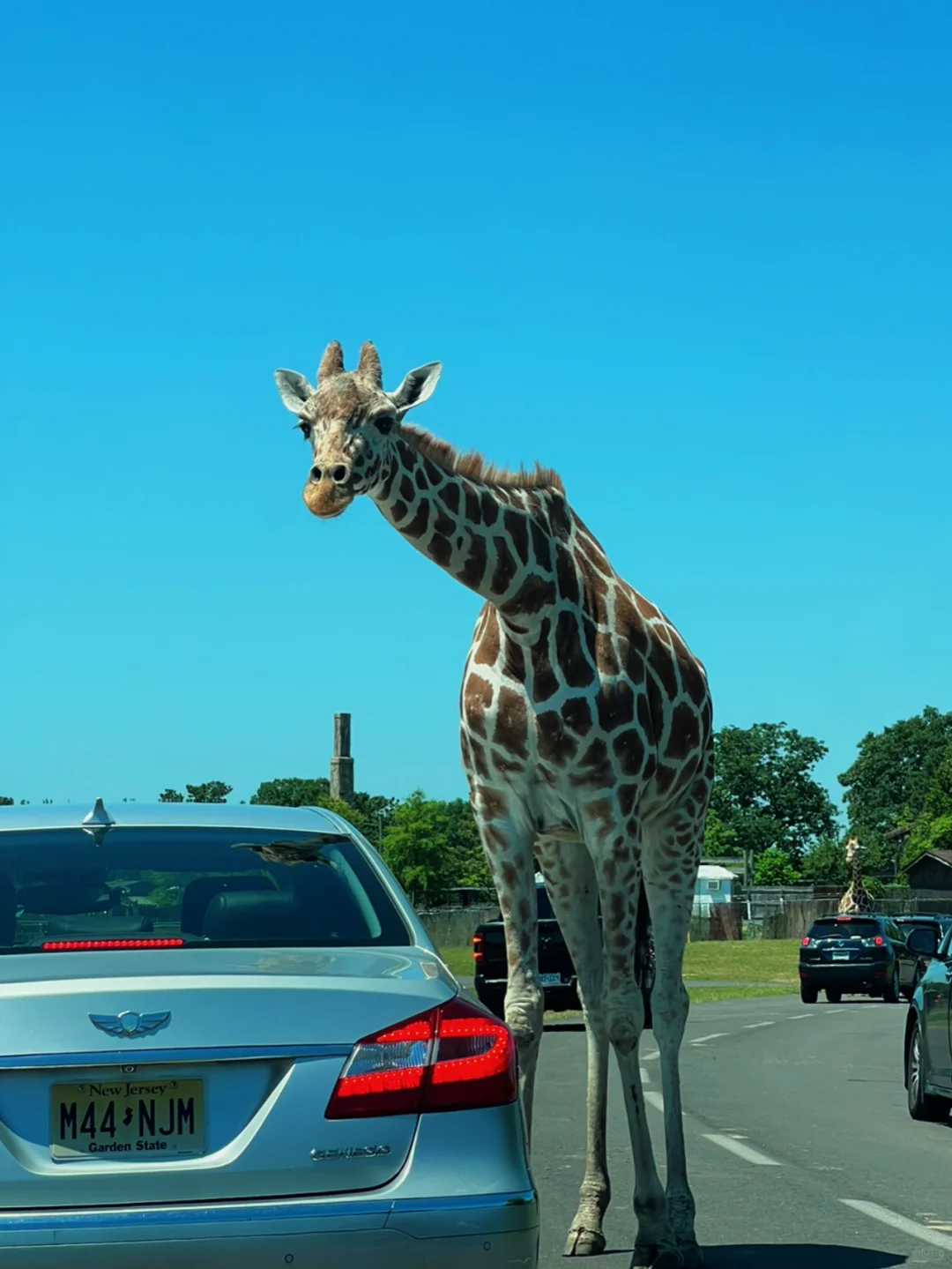 NY Area | Adorable Wildlife Park | Six Flags Amusement Park