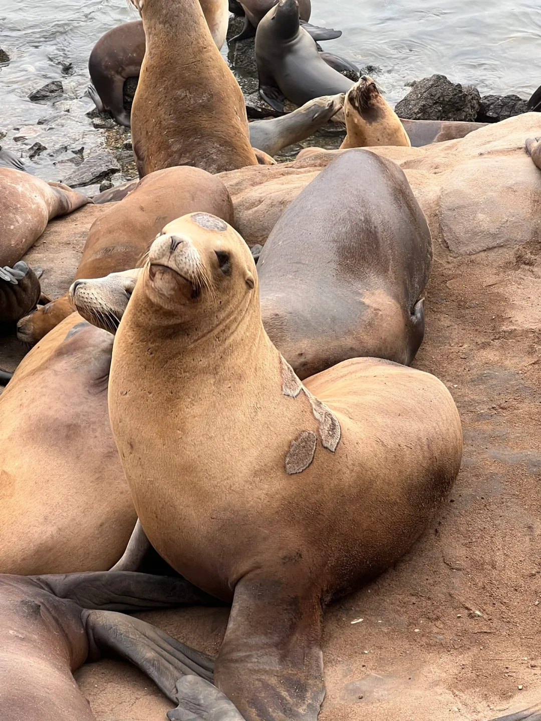 Monterey In-Depth Travel Guide: Walking Edition