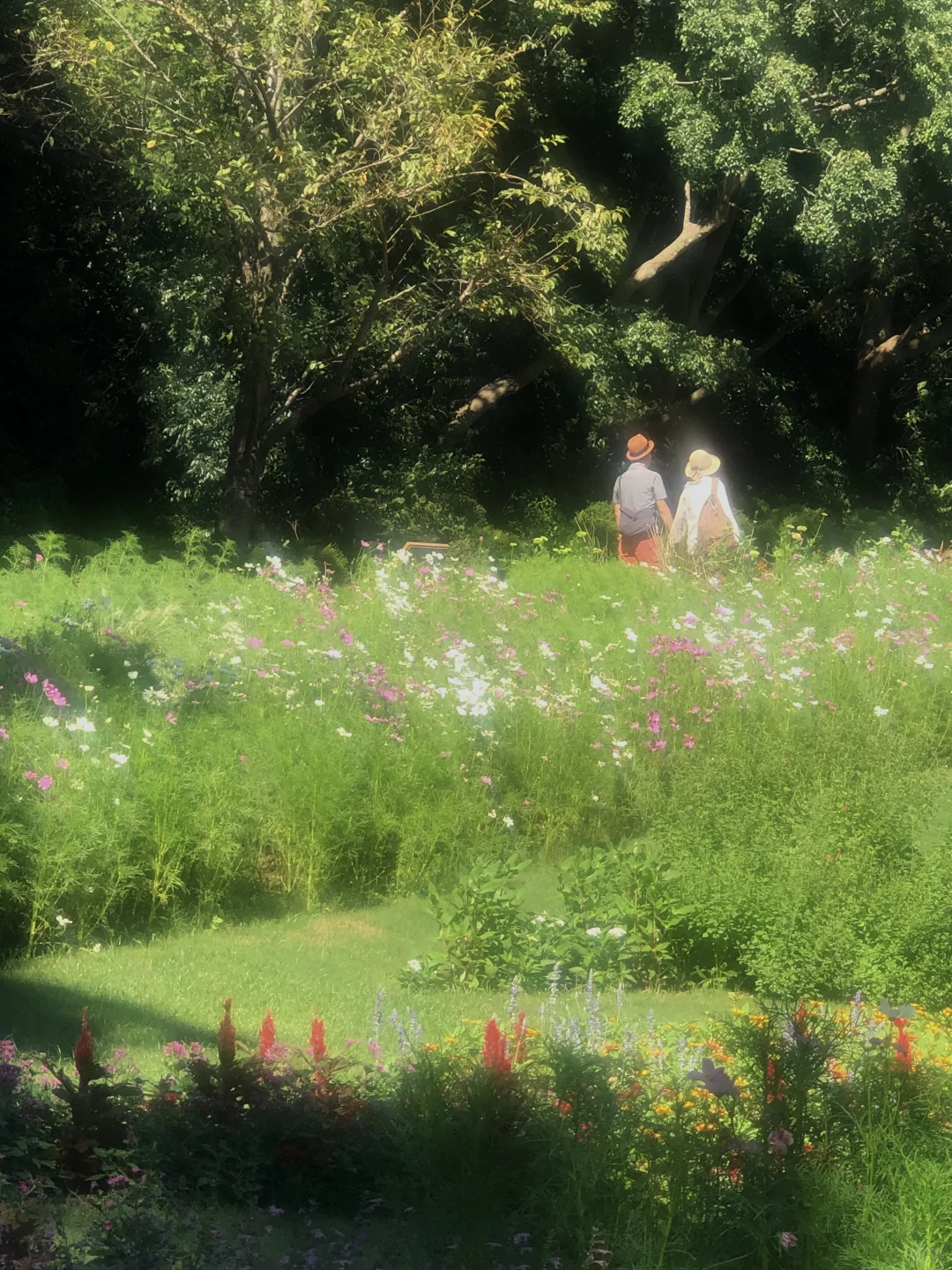 Japan | Free Admission Autumn Garden | Hidden Gem in Yokohama 🍂