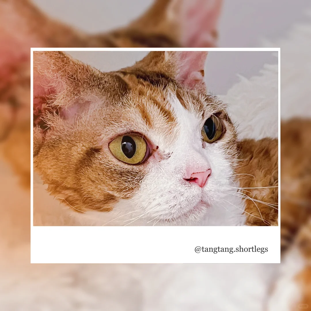 🐱 Unveiling Tokyo's Trendy Cat Cafés