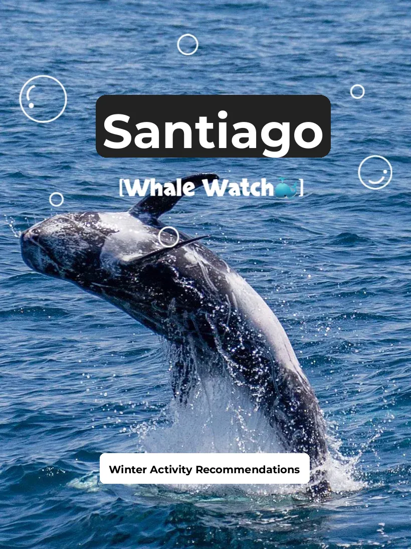 🐋 Must-Visit in San Diego This Winter! 4 Amazing Whale-Watching Tours ✨