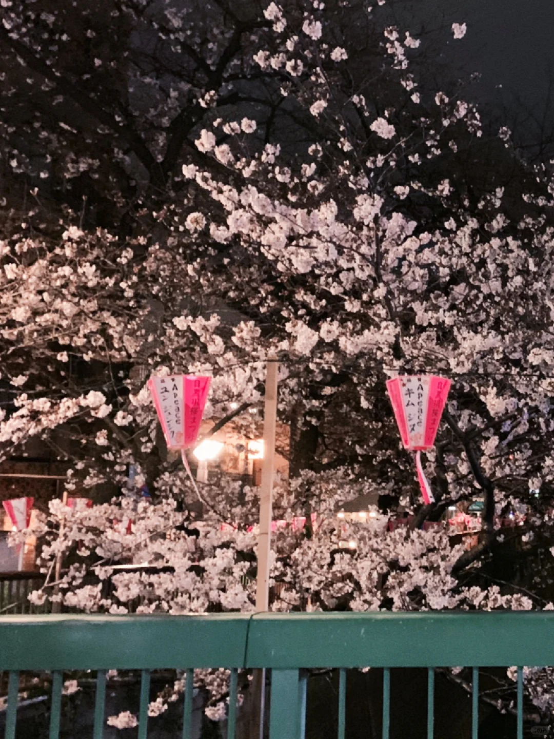 🇯🇵 Tokyo's Stunning Night Sakura: Nakameguro Exploration Guide is Here ✔️