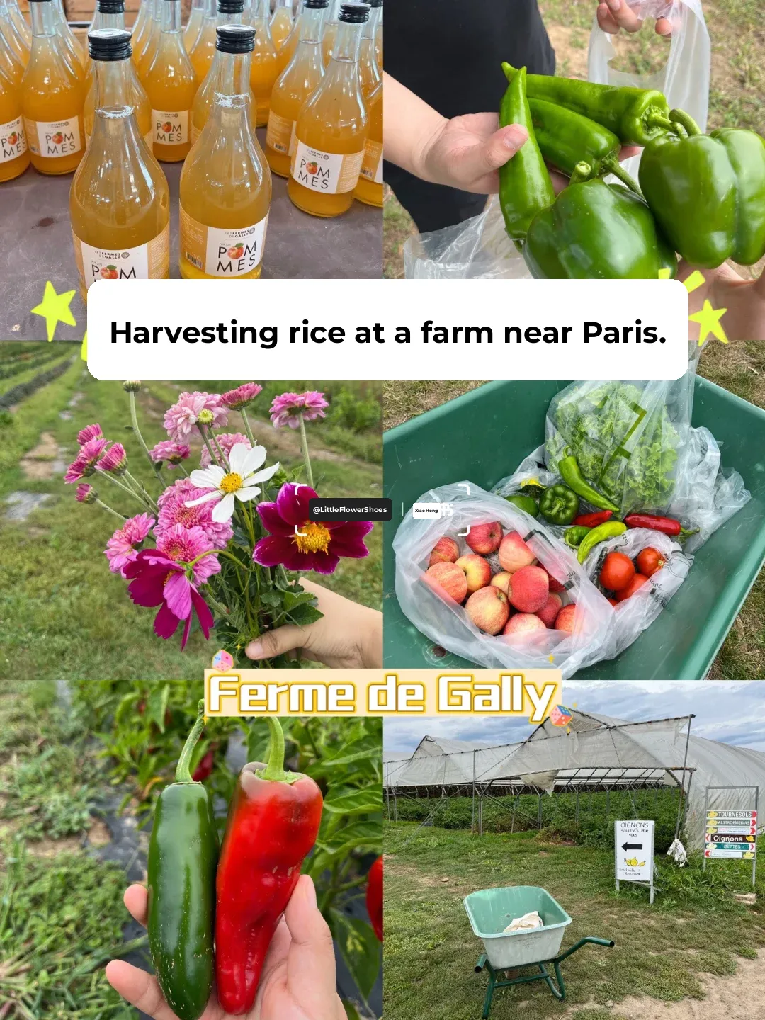 🇫🇷 Fun Farm Picking Near Paris | Fresh & Cheap!