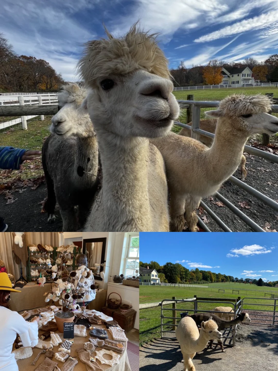 A Guide to NYC Farms 🐎🌸 Petting Animals & Relaxing on the Weekend