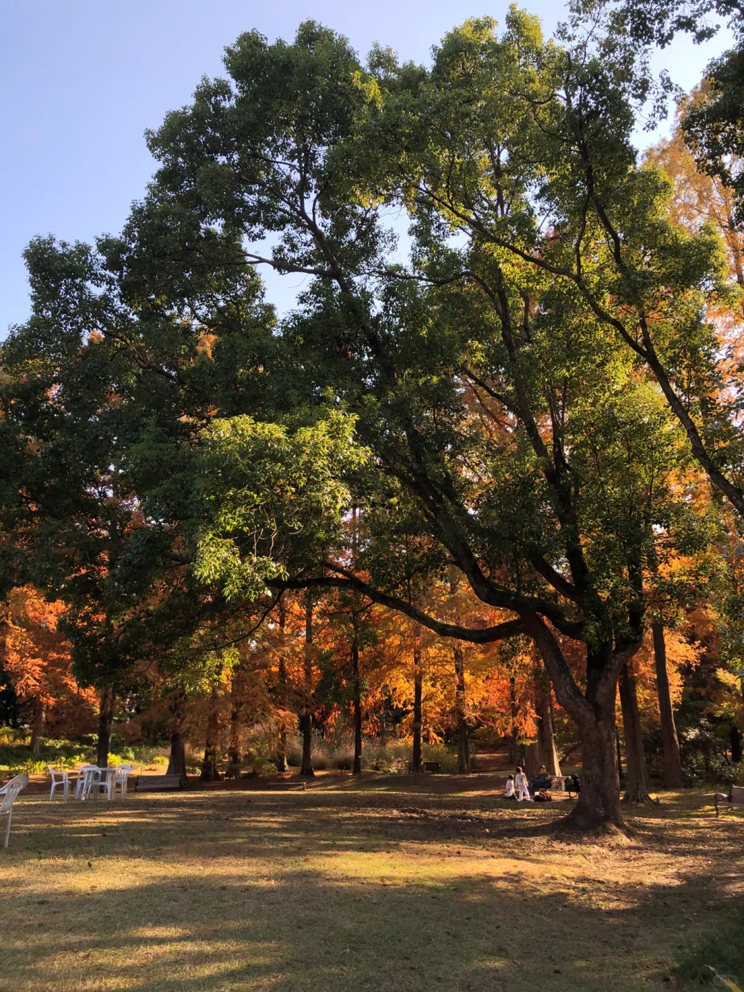 Osaka's Hidden Gem: The Secret Little Botanical Garden