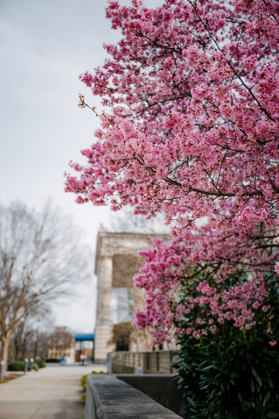 Street Photography in North Carolina | 🌸Spring Breezes Blow Through Here
